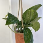 Rustic Copper Medium Hanging Macrame Basket For 13cm pot