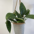 rustic seafoam medium hanging macrame basket for 15cm pot