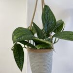 Rustic Seafoam Medium Hanging Macrame Basket For 15cm pot