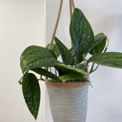 rustic seafoam medium hanging macrame basket for 15cm pot