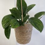 Rustic natural Large Hanging Macrame Basket For 21cm pot