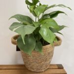 Rustic Seaweed Natural Small Basket With Handles For 13cm pot