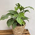 rustic seaweed small basket for 11cm pot