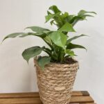 Rustic Seaweed Natural Small Basket For 12cm pot