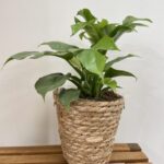 Rustic Seaweed Natural Small Basket For 12cm pot