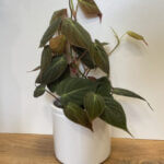 Simple White Ceramic Lex Planter for 12cm pots