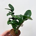 stephania erecta caudex plant terracotta 15cm pot
