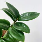 Zamicro Zamioculcas Zamiifolia Emerald Palm ZZ 6cm pot