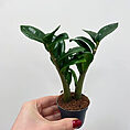 stephania erecta caudex plant terracotta 15cm pot