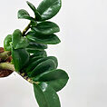 stephania erecta caudex plant terracotta 15cm pot