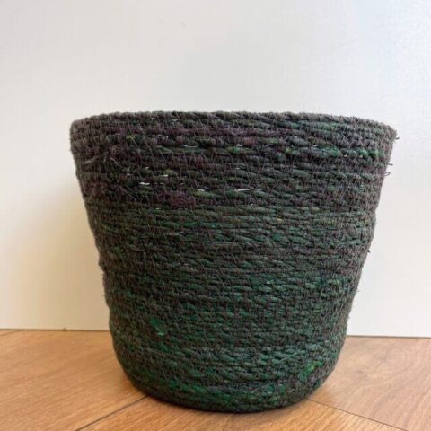 stephania erecta caudex plant terracotta 15cm pot