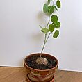 stephania erecta caudex plant terracotta 15cm pot