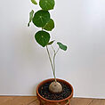 stephania erecta caudex plant terracotta 15cm pot