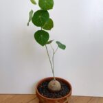 Stephania Erecta Large Caudex in 14cm Vintage Terracotta Pot