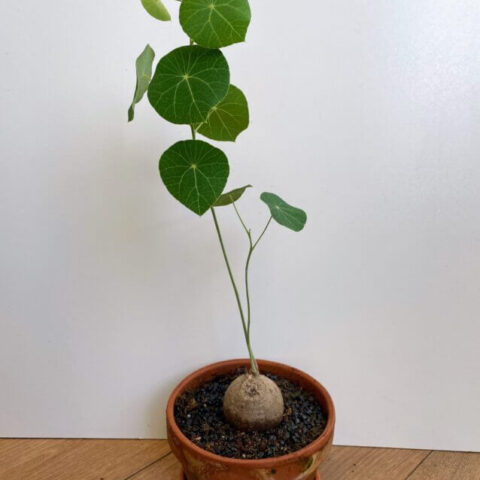 stephania erecta caudex plant terracotta 15cm pot