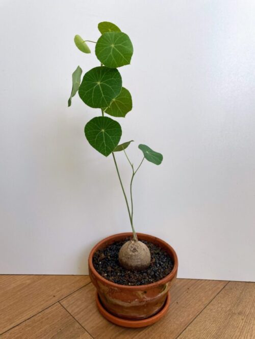 stephania erecta caudex plant terracotta 15cm pot
