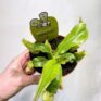 boston fern nephrolepis exaltata green lady 17cm pot