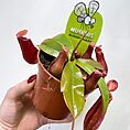 boston fern nephrolepis exaltata green lady 17cm pot