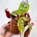 Carnivorous Nepenthes Bloody Mary Monkey Jars 8cm pot