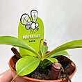 boston fern nephrolepis exaltata green lady 17cm pot