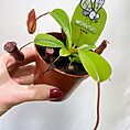 boston fern nephrolepis exaltata green lady 17cm pot
