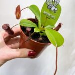 Carnivorous Nepenthes Gaya Monkey Jars 8cm pot