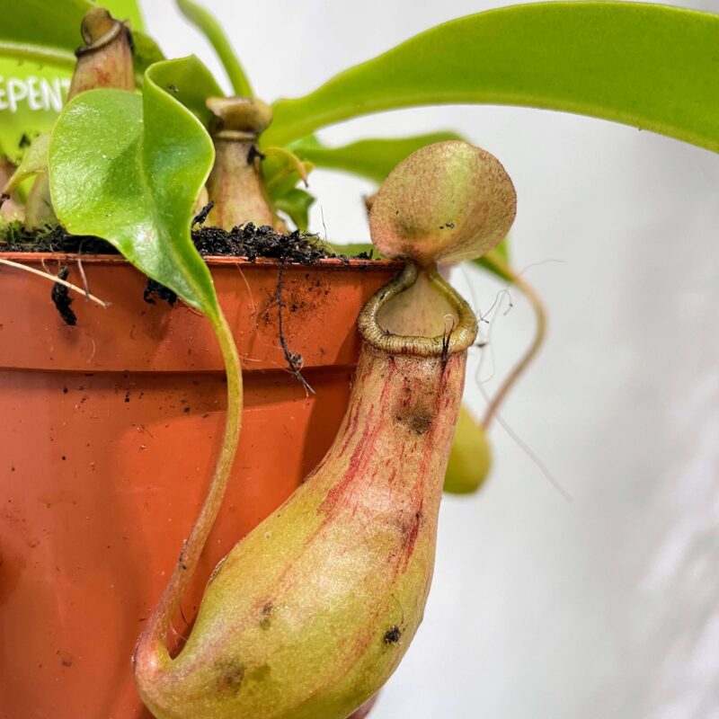 boston fern nephrolepis exaltata green lady 17cm pot boston fern nephrolepis exaltata green lady 17cm pot