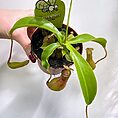 boston fern nephrolepis exaltata green lady 17cm pot