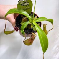 boston fern nephrolepis exaltata green lady 17cm pot