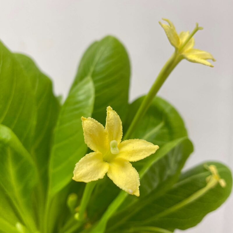 auto draft auto draft