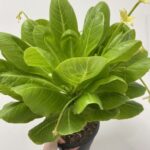 Brighamia Insignis Hawaiian Palm Large 21cm pot