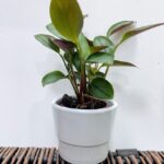 White Ceramic Simple Planter for 6.5cm pots
