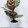 white ceramic simple planter for 6.5cm pots