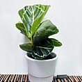 white ceramic simple planter for 6.5cm pots