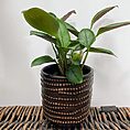 brown chain dots ceramic planter for 7cm pots