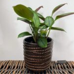 Brown Dots Ceramic Planter for 7cm pots