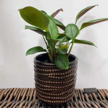 Brown Chain Dots Ceramic Planter for 7cm pots Plant Accessories 7cm planter