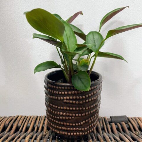 brown chain dots ceramic planter for 7cm pots