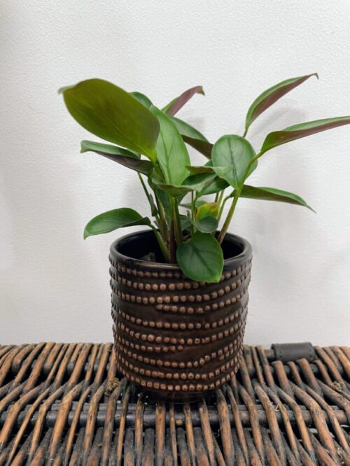 brown chain dots ceramic planter for 7cm pots