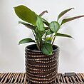 brown chain dots ceramic planter for 7cm pots