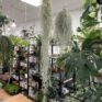 spanish moss air plant tillandsia usneoides xxl 170cm