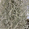spanish moss air plant tillandsia usneoides xxl 170cm