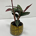 yellow ceramic planter for 6cm pots