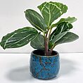 yellow ceramic planter for 6cm pots