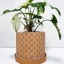 yellow ceramic planter for 6cm pots