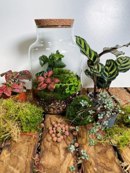 Large Closed Terrarium Kit Eco-Glass on wooden box. Multiple Houseplants and moss on box in front of terrarium