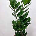 zamioculcas zamiifolia emerald palm zz 12cm pot