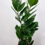 zamioculcas zamiifolia emerald palm zz 12cm pot