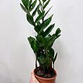 zamioculcas zamiifolia emerald palm zz 12cm pot