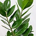 zamioculcas zamiifolia emerald palm zz 12cm pot